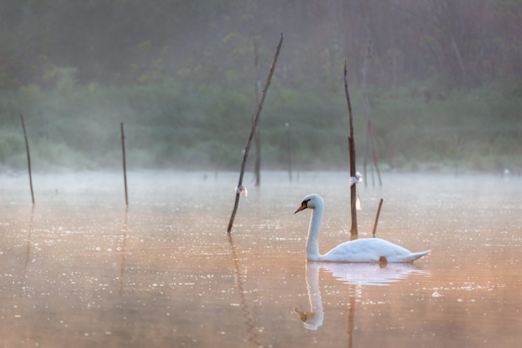 Swan in the morning